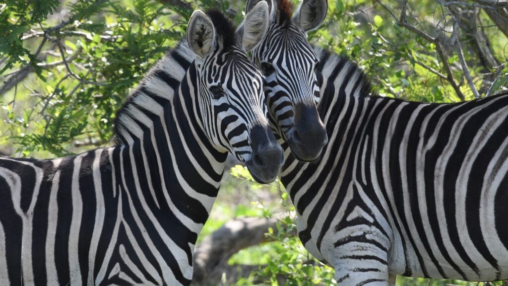 Kruger National Park