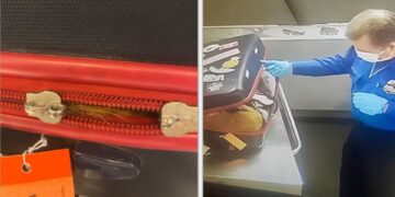 Cat luggage