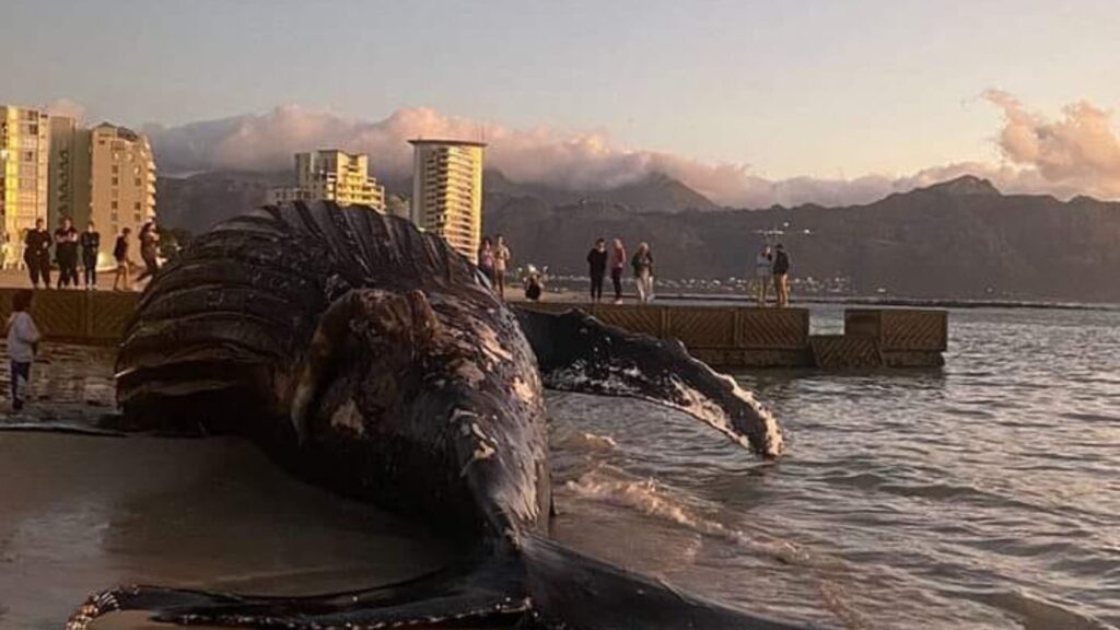 whale cape town