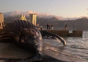 whale cape town