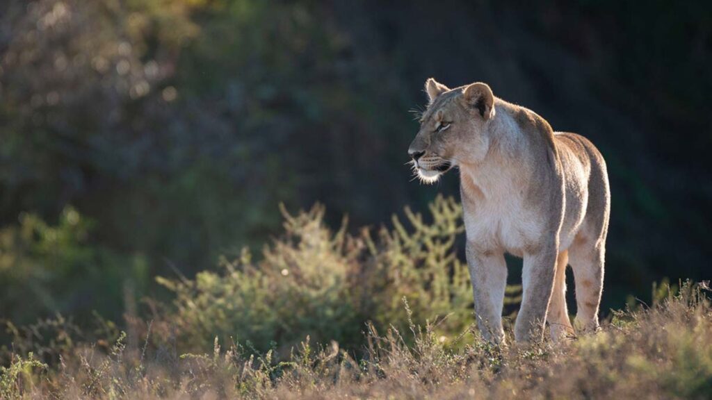 eastern cape game reserve