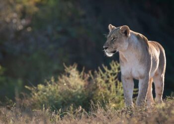 eastern cape game reserve