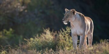 eastern cape game reserve