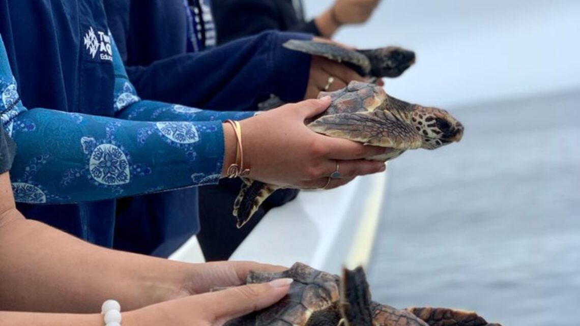 Two Oceans Foundation rehabs and releases dozens of turtles - I Love ...