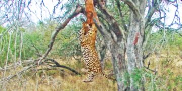 Leopard