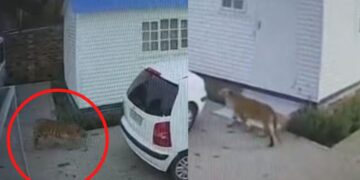 BREAKING NEWS: Another tiger on the loose in Johannesburg [Video]