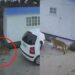 BREAKING NEWS: Another tiger on the loose in Johannesburg [Video]