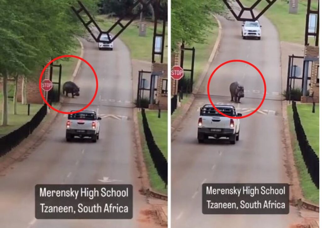 WATCH: Hippo roams around school premises in Limpopo