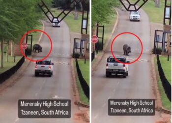 WATCH: Hippo roams around school premises in Limpopo