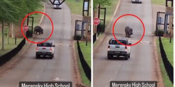 WATCH: Hippo roams around school premises in Limpopo