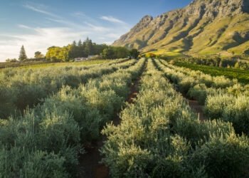 Tokara: a story of rolling vines and olive groves