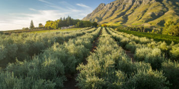 Tokara: a story of rolling vines and olive groves