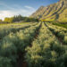 Tokara: a story of rolling vines and olive groves