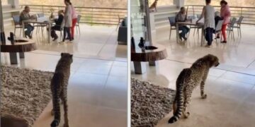 cheetah tiktok