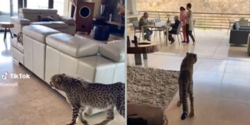 cheetah