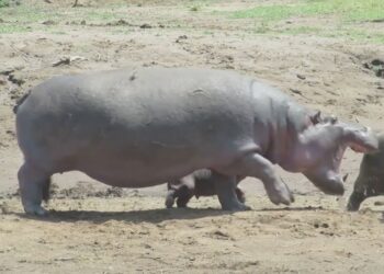 Overprotective hippo mom