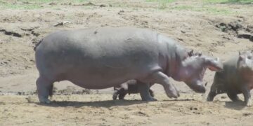 Overprotective hippo mom