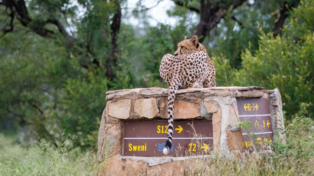 kruger national park