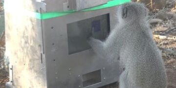 monkeys