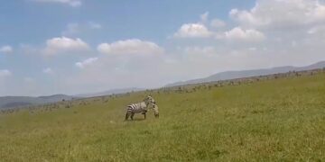 Zebra