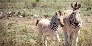quagga