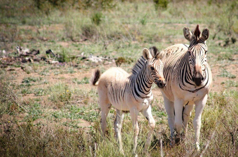 quagga