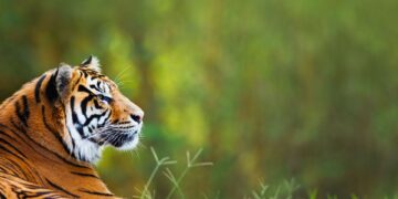 escaped johannesburg tiger sheba