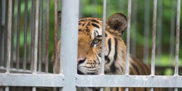 tiger
