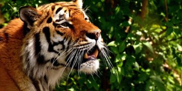 tiger