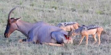 Jackals eating topi alive