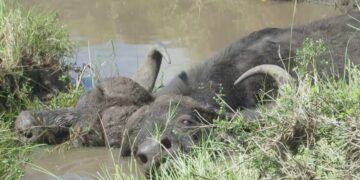 Buffalos