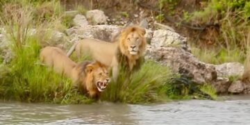 lion