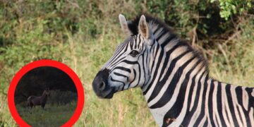 zebra
