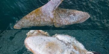 WATCH: Whale carcass washes ashore in Mosselbay - beach closed