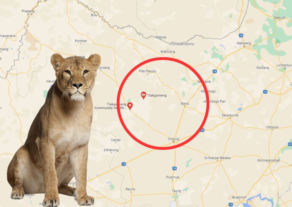 JUST IN: Escaped lioness shot and killed by farmerC