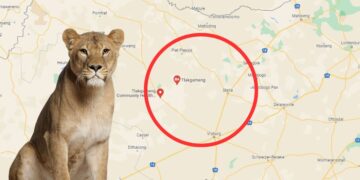 JUST IN: Escaped lioness shot and killed by farmerC