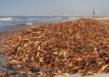 rock lobster Red Tide