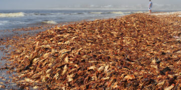 rock lobster Red Tide