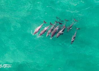 Ocean dolphins Jean Tresfon