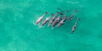 Ocean dolphins Jean Tresfon