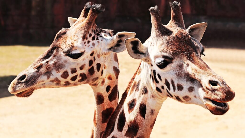 Giraffes