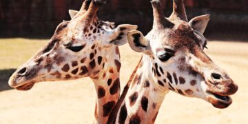Giraffes