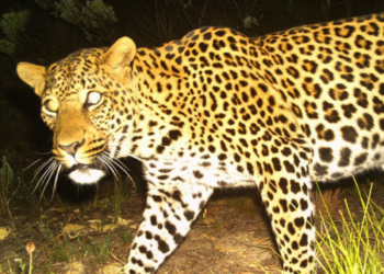 cape leopard