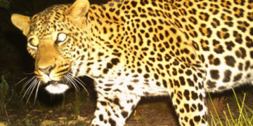 cape leopard