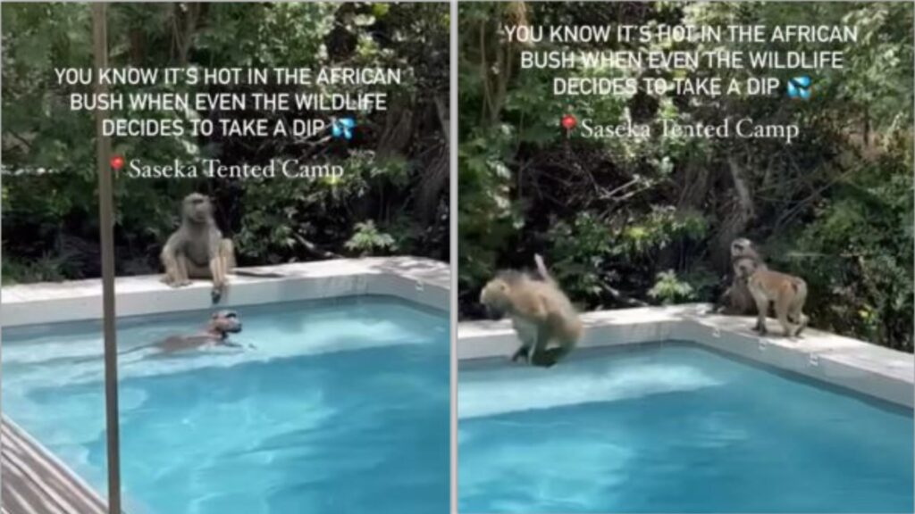 baboons swim