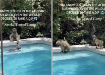 baboons swim