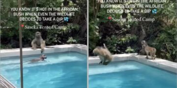 baboons swim
