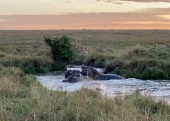 Hippo pool