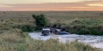 Hippo pool