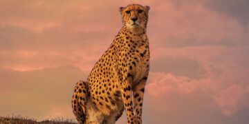 limpopo safaris
